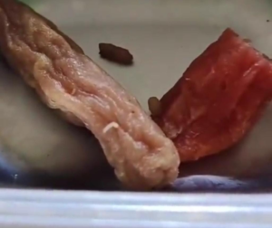 Viral! Ditemukan Belatung Pada Makanan MBG di SMPN 8 Tambun Selatan